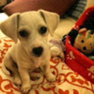 Meet your Posher, Chanel